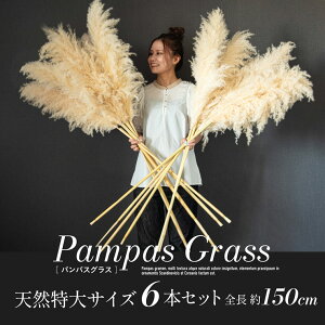 hCt[ VR  CeA XbO ԑ ԍ ϗtA [X u[P  Vv k ؍ ӂӂ rO _CjO a  PampasGrass(ppXOX) TCY 