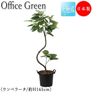 yz y{/Ɩpz tFCNO[ Ex[^ ItBXO[ G} lHϗtA lH  A u^ 165cm  ItBXΉ GF-0012