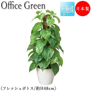 yz y{/Ɩpz tFCNO[ |gX ItBXO[ G} lHϗtA lH  A u^ 48cm VR  ItBXΉ GF-0013