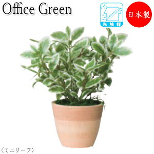 y@lz y{/Ɩpz tFCNO[ lHA O[|bg ~jA 21cm ݂ǂ  bNX ~j[t UT-0425