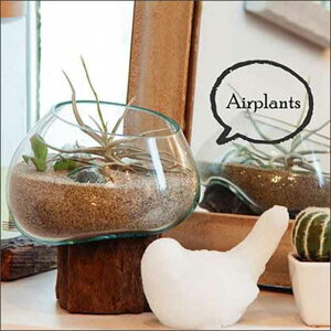 エアープランツ 流木の人気商品 通販 価格比較 価格 Com