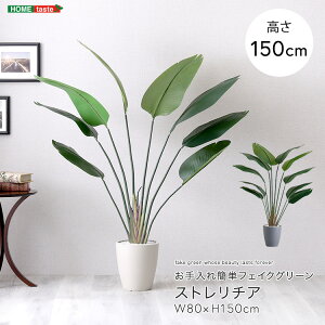 tFCNO[ lHϗtA ϗtA t Xg`A MTCY 150cm  A O[ ȒP k