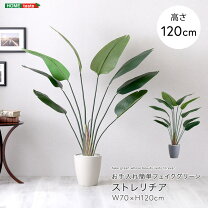 楽天市場】モンステラ（種類（植物）ストレリチア）の通販