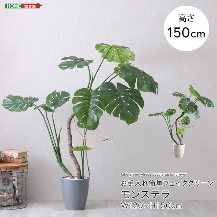 楽天市場】モンステラ フェイクグリーン 高さ150cm 観葉植物 フェイク 