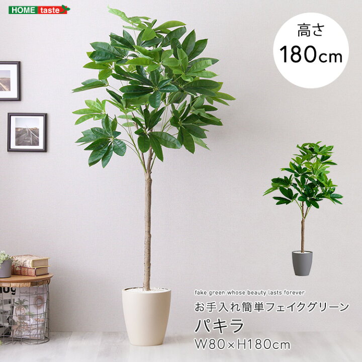 楽天市場】パキラ フェイクグリーン 高さ180cm 観葉植物 フェイク 大型 