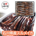 【丸尚】送料無料★冷凍＊石川県産のするめいか まるごと急速凍結　30尾　スルメイカ　30杯　　小木・七尾・輪島・珠洲など