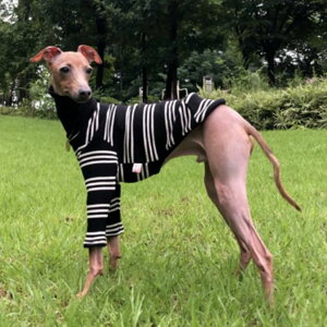 D DOGGY STAR C^O XgCv TVc ׃hgeA EBybg hbO EFA (3XL, ubN)