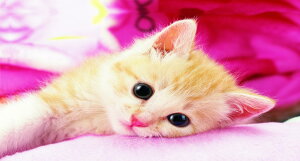 G|bN 216X[s[X WO\[pY /ybg ˂ XEB[g ɂ (18.2×25.7cm) 04-521 ̂t wt _t EPOCH