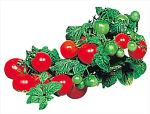 Ă₳ g}g A[ebN 102990