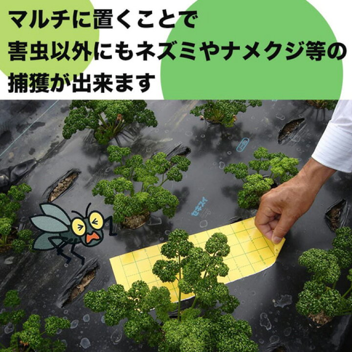 楽天市場 虫とりシート シール 吊るしてget虫ミニ 10枚入り Gt 002 ハエ取り 虫 捕獲 虫除け 対策 補虫器 駆除 ハエ取り紙 ハエ対策 虫取り機 電池不要 虫取り剤 コバエ 駆除 虫取り器 無農薬 無薬品 おしゃれ おすすめ Cb99 買援隊2号店