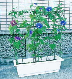 楽天市場 アサガオの通販