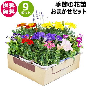 プランター 花 植え 苗の人気商品 通販 価格比較 価格 Com