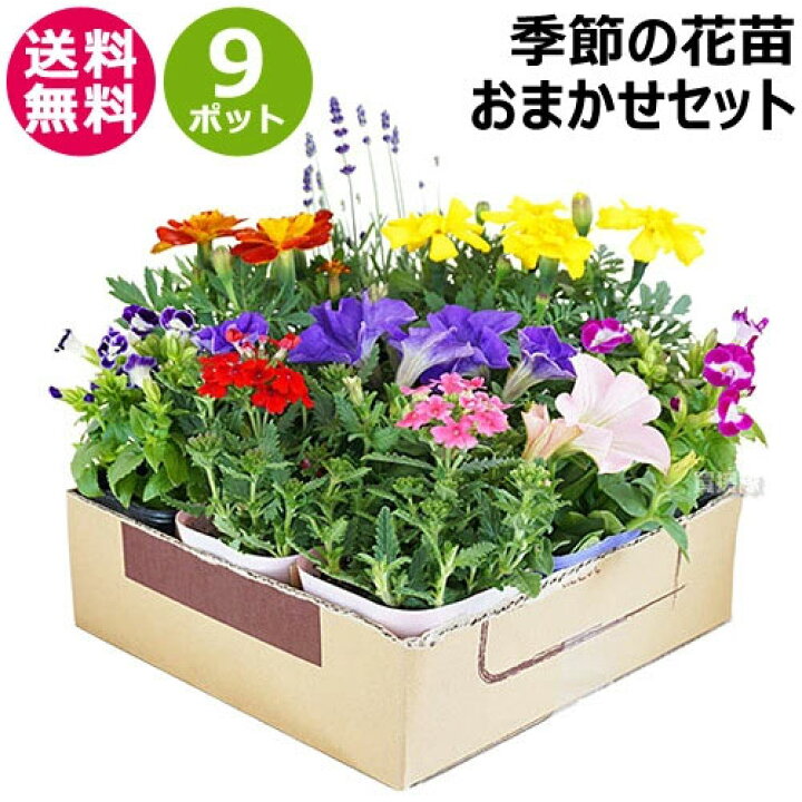 楽天市場 季節の花苗 おまかせ 9ポット 1187 Hananae 32 花 花苗 玄関 樽型 プランター 鉢 ベランダ 寄植え 季節 春 夏 秋 冬 花 旬 お祝い ギフト プレゼント 誕生日 お店 フラワーギフト 贈り物 発表会 記念日 お祝い 出産祝い おしゃれ おすすめ Cb99