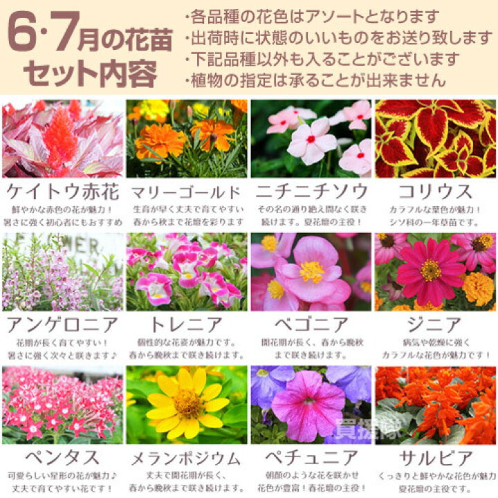 楽天市場 季節の花苗 おまかせ 9ポット 1187 Hananae 32 花 花苗 玄関 樽型 プランター 鉢 ベランダ 寄植え 季節 春 夏 秋 冬 花 旬 お祝い ギフト プレゼント 誕生日 お店 フラワーギフト 贈り物 発表会 記念日 お祝い 出産祝い おしゃれ おすすめ Cb99