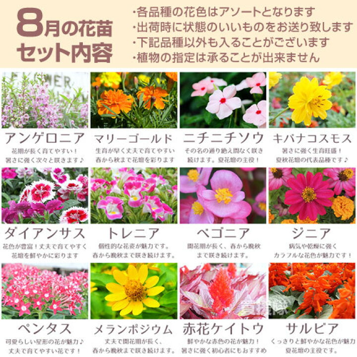 楽天市場 季節の花苗 おまかせ 9ポット 1187 Hananae 32 花 花苗 玄関 樽型 プランター 鉢 ベランダ 寄植え 季節 春 夏 秋 冬 花 旬 お祝い ギフト プレゼント 誕生日 お店 フラワーギフト 贈り物 発表会 記念日 お祝い 出産祝い おしゃれ おすすめ Cb99
