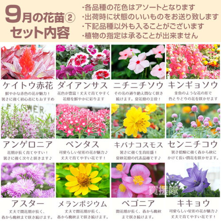 楽天市場 季節の花苗 おまかせ 9ポット 1187 Hananae 32 花 花苗 玄関 樽型 プランター 鉢 ベランダ 寄植え 季節 春 夏 秋 冬 花 旬 お祝い ギフト プレゼント 誕生日 お店 フラワーギフト 贈り物 発表会 記念日 お祝い 出産祝い おしゃれ おすすめ Cb99