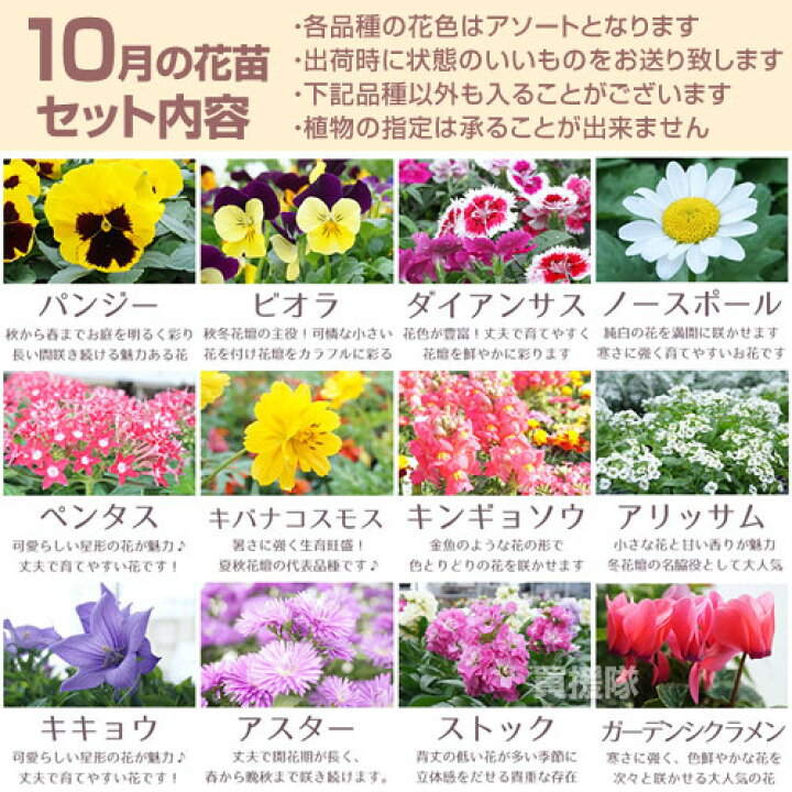 楽天市場 季節の花苗 おまかせ 9ポット 1187 Hananae 32 花 花苗 玄関 樽型 プランター 鉢 ベランダ 寄植え 季節 春 夏 秋 冬 花 旬 お祝い ギフト プレゼント 誕生日 お店 フラワーギフト 贈り物 発表会 記念日 お祝い 出産祝い おしゃれ おすすめ Cb99