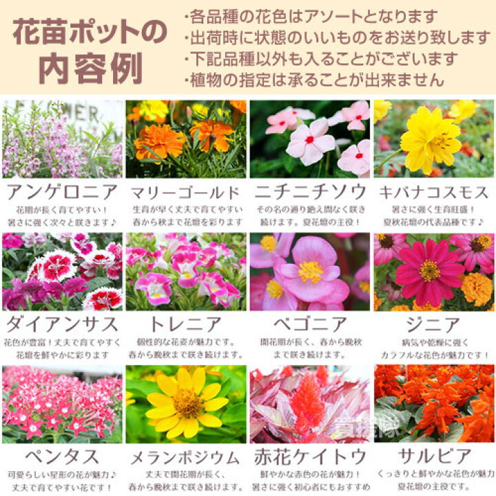 楽天市場 季節の花苗 おまかせ 9ポット 1187 Hananae 32 花 花苗 玄関 樽型 プランター 鉢 ベランダ 寄植え 季節 春 夏 秋 冬 花 旬 お祝い ギフト プレゼント 誕生日 お店 フラワーギフト 贈り物 発表会 記念日 お祝い 出産祝い おしゃれ おすすめ Cb99