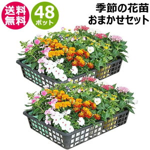 G߂̉ԕc ܂ 48|bg 1187 hananae-34 y ԕc  M^ v^[  x_ A G t  H ~  { j Mtg v[g a X t[Mtg 蕨 \ 