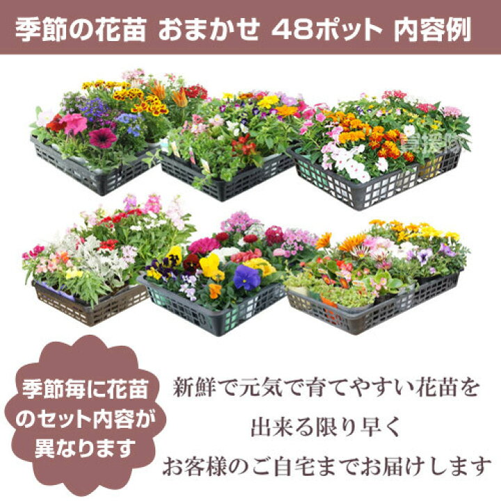 楽天市場 季節の花苗 おまかせ 48ポット 1187 Hananae 34 花 花苗 玄関 樽型 プランター 鉢 ベランダ 寄植え 季節 春 夏 秋 冬 花 旬 お祝い ギフト プレゼント 誕生日 お店 フラワーギフト 贈り物 発表会 記念日 お祝い 出産祝い 新築祝 おしゃれ