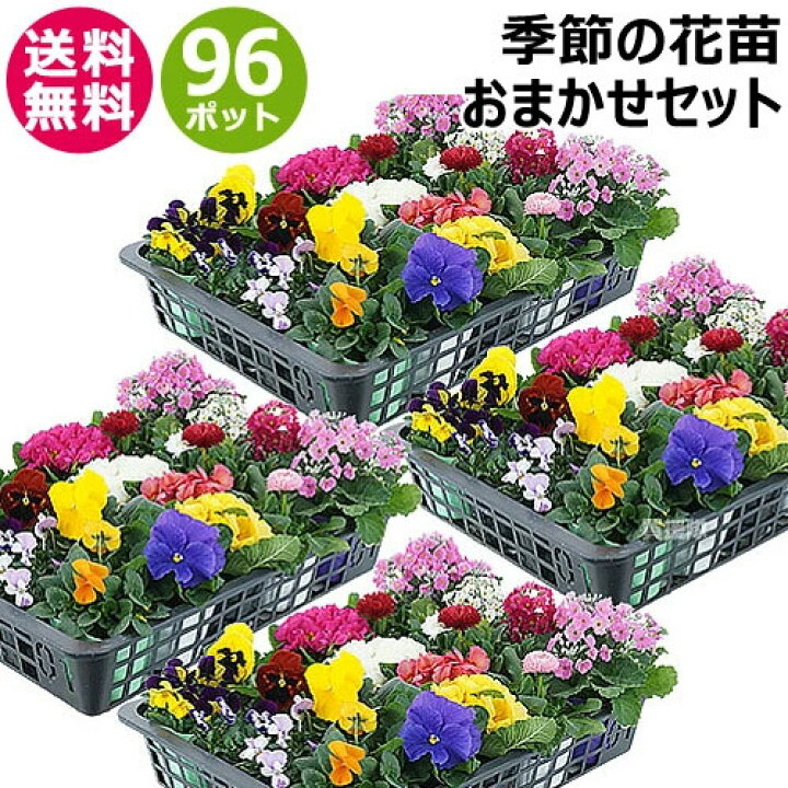 楽天市場 季節の花苗 おまかせ 96ポット 1187 Hananae 35 花 花苗 玄関 樽型 プランター 鉢 ベランダ 寄植え 季節 春 夏 秋 冬 花 旬 お祝い ギフト プレゼント 誕生日 お店 フラワーギフト 贈り物 発表会 記念日 お祝い 出産祝い 新築祝 おしゃれ