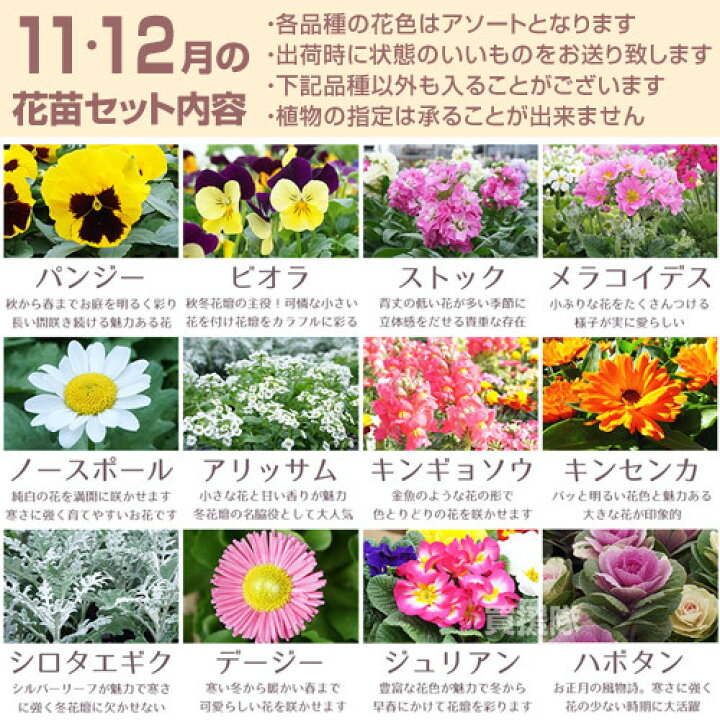 楽天市場 季節の花苗 おまかせ 96ポット 1187 Hananae 35 花 花苗 玄関 樽型 プランター 鉢 ベランダ 寄植え 季節 春 夏 秋 冬 花 旬 お祝い ギフト プレゼント 誕生日 お店 フラワーギフト 贈り物 発表会 記念日 お祝い 出産祝い 新築祝 おしゃれ