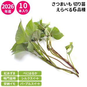 苗 さつまいも 紅はるか」の人気商品一覧 | 安い商品を通販サイトから 