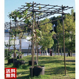 楽天市場 藤棚の通販