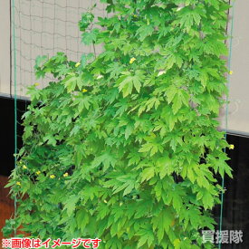 楽天市場 グリーンカーテン ネット 5mの通販