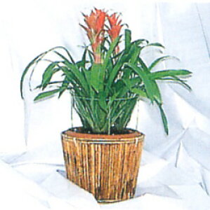 rj[ t_h~O  [5Zbg] 150mm×280mm y؉ | x K[fjO pi ƒ؉zy ߁z [CB99]