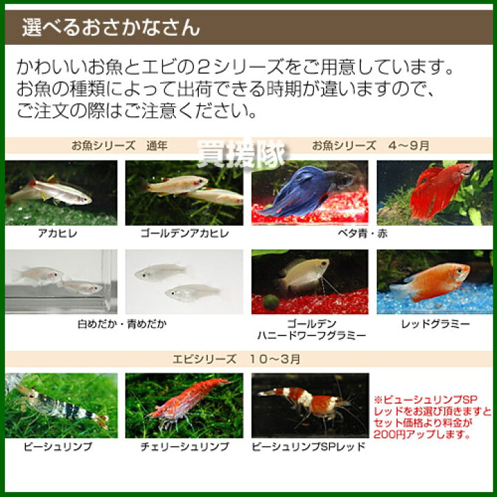 楽天市場 カミハタ 和風アクアリウム 陶器角水槽セット おしゃれ おすすめ Cb99 買援隊