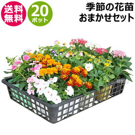 ★4/1限定★店内全品ポイント最大10倍＆最大400円OFFクーポン★花苗 セット 季節の花 おまかせセット 20ポット 1187 hananae-33 【花 花苗 玄関 樽型 プランター 鉢 ベランダ 寄植え 季節 春 夏 秋 冬 花 旬 お祝い ギフト プレゼント 誕生日 お店 フラワーギフト 贈り物 発