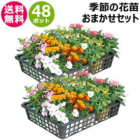 花苗 セット 季節の花 おまかせセット 48ポット 1187 hananae-34 【花 花苗 玄関 樽型 プランター 鉢 ベランダ 寄植え 季節 春 夏 秋 冬 花 旬 お祝い ギフト プレゼント 誕生日 お店 フラワーギフト 贈り物 発表会 記念日 お祝い 出産祝い 新築祝 おしゃれ おすすめ】[CB99]