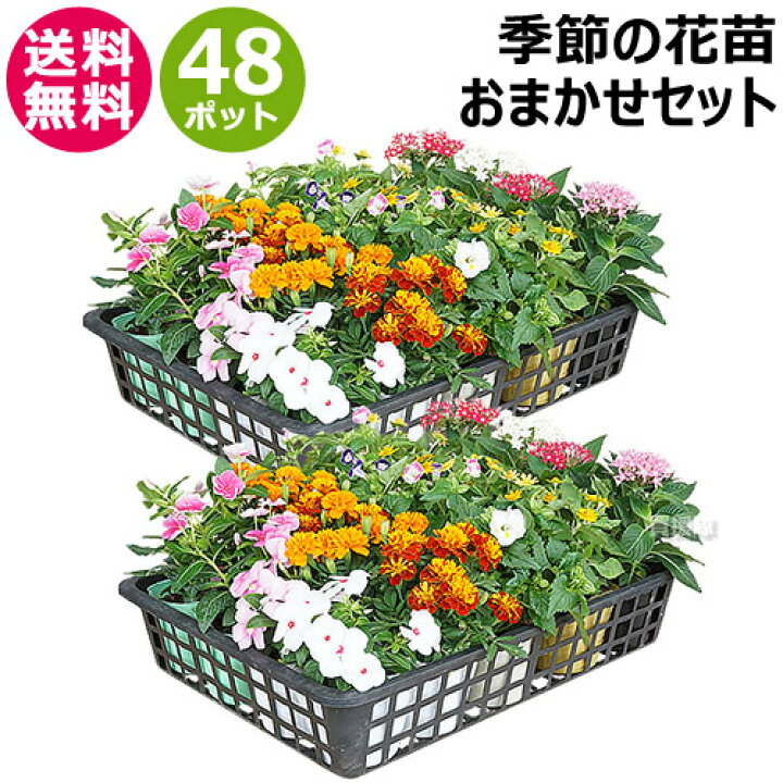 楽天市場 花苗 セット 季節の花 おまかせセット 48ポット 1187 Hananae 34 花 花苗 玄関 樽型 プランター 鉢 ベランダ 寄植え 季節 春 夏 秋 冬 花 旬 お祝い ギフト プレゼント 誕生日 お店 フラワーギフト 贈り物 発表会 記念日 お祝い