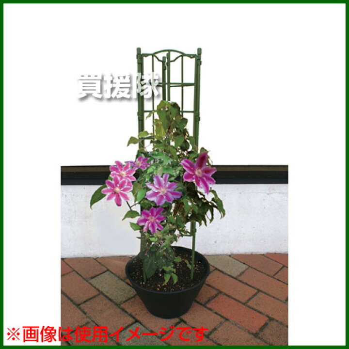 楽天市場 第一ビニール フラワーパネル トリプル コンテナガーデン つる植物 つる性植物 あさがお クレマチス 朝顔 栽培 プランター トレリス 支柱 つる あんどん おしゃれ おすすめ Cb99 買援隊 楽天市場 第一ビニール フラワーパネル トリプル コンテナガーデン つる植物 つる性植物 あさがお クレマチス 朝顔 栽培 プランター トレリス 支柱 つる あんどん おしゃれ おすすめ Cb99 買援隊