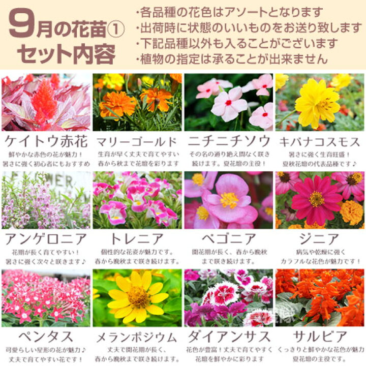 楽天市場 花苗 セット 季節の花 おまかせセット 9ポット 1187 Hananae 32 花 花苗 玄関 樽型 プランター 鉢 ベランダ 寄植え 季節 春 夏 秋 冬 花 旬 お祝い ギフト プレゼント 誕生日 お店 フラワーギフト 贈り物 発表会 記念日 お祝い
