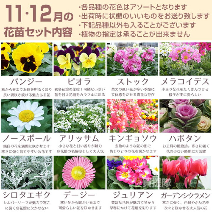 楽天市場 花苗 セット 季節の花 おまかせセット 9ポット 1187 Hananae 32 花 花苗 玄関 樽型 プランター 鉢 ベランダ 寄植え 季節 春 夏 秋 冬 花 旬 お祝い ギフト プレゼント 誕生日 お店 フラワーギフト 贈り物 発表会 記念日 お祝い