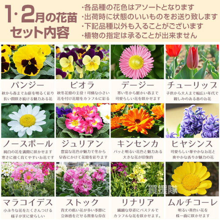 楽天市場 花苗 セット 季節の花 おまかせセット 9ポット 1187 Hananae 32 花 花苗 玄関 樽型 プランター 鉢 ベランダ 寄植え 季節 春 夏 秋 冬 花 旬 お祝い ギフト プレゼント 誕生日 お店 フラワーギフト 贈り物 発表会 記念日 お祝い