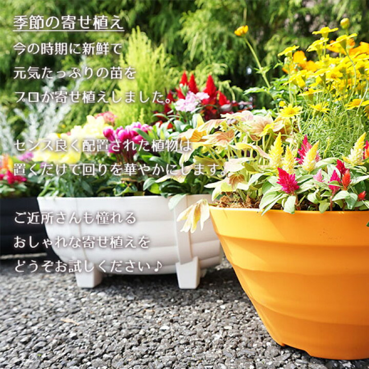 楽天市場 季節の花 寄せ植え 花苗 6ポット プランター セット 送料無料 タル型 黒 白 1187 母の日 父の日 お祝い ギフト プレゼント花 玄関 樽型 鉢 ベランダ 寄植え 季節 春 夏 秋 冬 花 旬 誕生日 フラワーギフト 贈り物 記念日 出産祝い