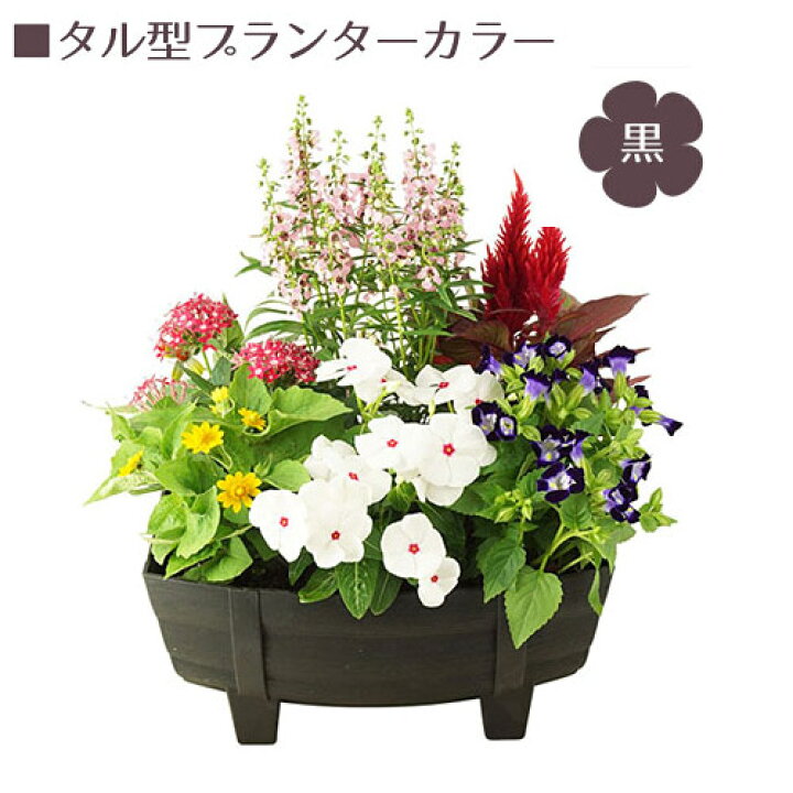 楽天市場 季節の花 寄せ植え 花苗 6ポット プランター セット 送料無料 タル型 黒 白 1187 母の日 父の日 お祝い ギフト プレゼント花 玄関 樽型 鉢 ベランダ 寄植え 季節 春 夏 秋 冬 花 旬 誕生日 フラワーギフト 贈り物 記念日 出産祝い