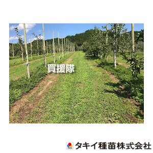 タキイ種苗 緑肥 種 フルーツサポーター 1kg (果樹下草用 寒地型芝草2種混合) BFE505 【種子 種 タネ たね 緑肥作物 緑肥 栽培 果樹 下草用 混合種子 草刈作業の省力化 雑草抑制 乾燥 地温上昇防