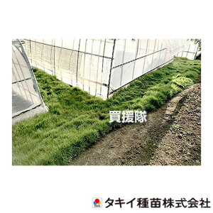 ^LCc Δ ő  xgOX NX^ 0.5kg×6 (NR[g) BLG614 yq  ^l  Ή ő N[sOxgOX Ϗ [g}bg St  핢x nE