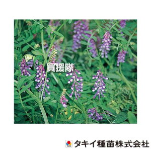 タキイ種苗 緑肥 種 ヘアリーベッチ ナモイ 1kg×15袋 BMA512 【種子 種 タネ たね 緑肥作物 緑肥 栽培 早生 すきこみ ヘアリーベッチ 転作 景観 果樹園 転換畑 下草 雑草抑制 アレロパシー効果 春
