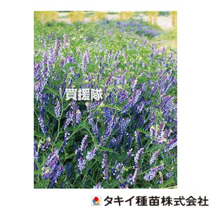 ^LCc Δ  wA[xb` EC^[xb` 1kg×5 BMA516 yq  ^l  Δ앨 Δ ͔| ϐn z~ Ӑ  ] i ApV[ G} ʎ