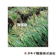 タキイ種苗 緑肥 種 えん麦 極早生スプリンター 1kg×10袋 BMU522 【種子 種 タネ たね 緑肥作物 緑肥 栽…