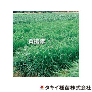 ^LCc Δ   쐶 lOT^CW 1kg AEFi XgST BMU527 yq  ^l  Δ앨 Δ ͔|  AEFi XgST  쐶  ] LXWm~