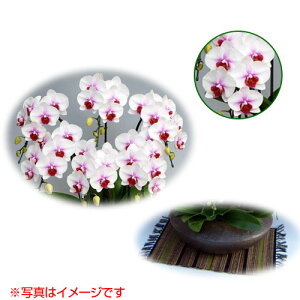 a܂ǂ Ӓ ~fBn 僊n Ђ [] [Ђ] yӒ ~fB a  ̓ ̓ NX}X v[g hV Mtg  JXj  mzy