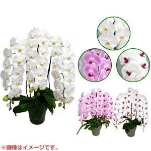 Ӓ ֌n 3{ AO[h [7] [AsNAԃbv] yӒ a  ̓ ̓ NX}X v[g hV Mtg 3{  JXj  mzy