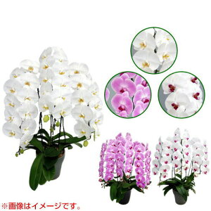 Ӓ ֌n 3{ BO[h [7] [AsNAԃbv] yӒ a  ̓ ̓ NX}X v[g hV Mtg 3{  JXj  mzy