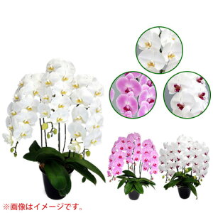 Ӓ ֌n 3{ CO[h [7] [AsNAԃbv] yӒ a  ̓ ̓ NX}X v[g hV Mtg 3{  JXj  mzy